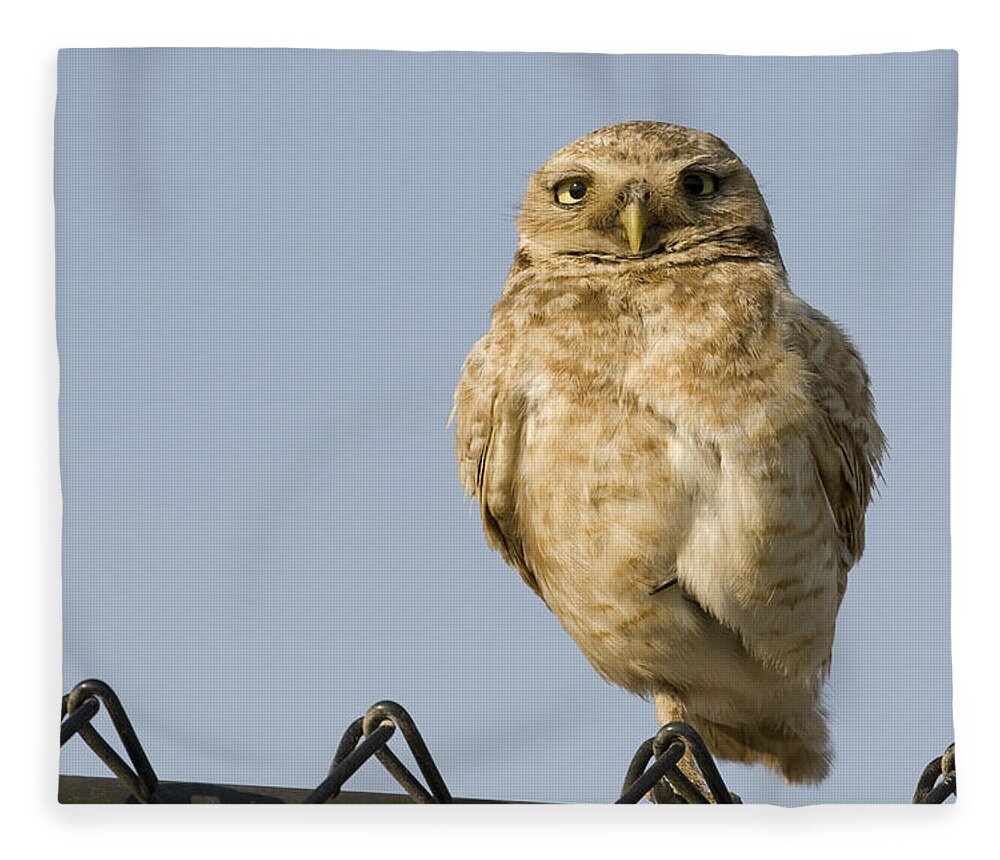 00429736 Fleece Blanket featuring the photograph Burrowing Owl On Fence Alviso California by Sebastian Kennerknecht