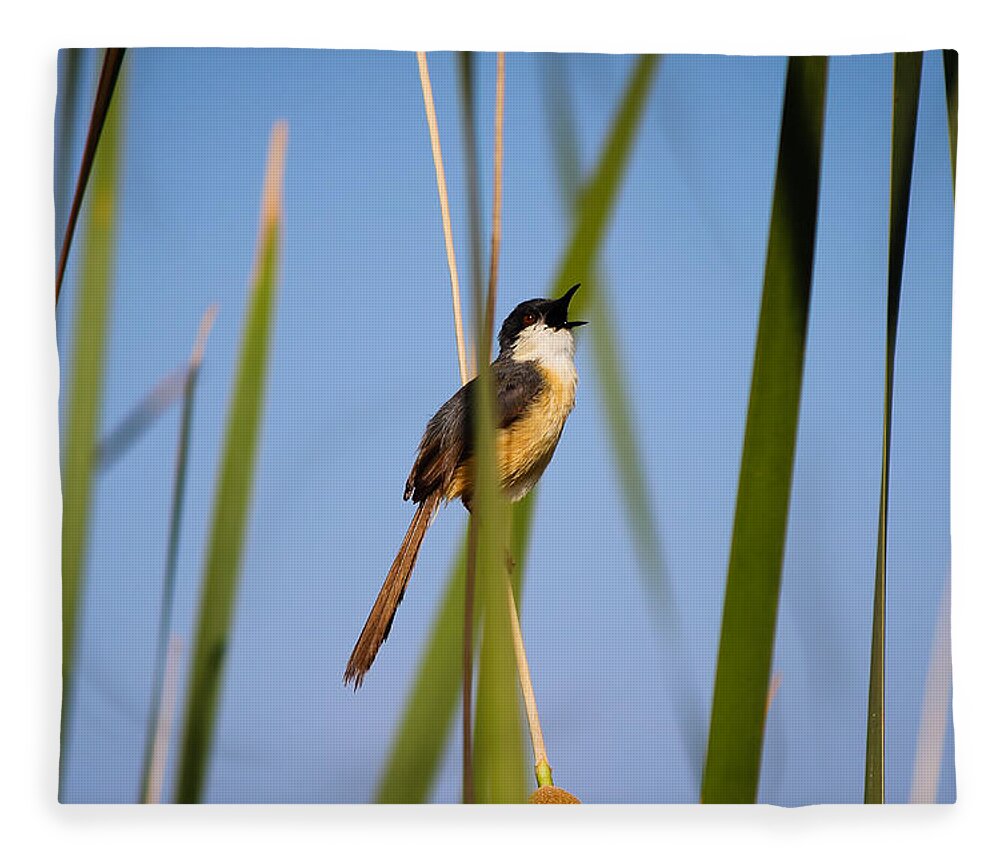 Bird Fleece Blanket featuring the photograph Call out by SAURAVphoto Online Store