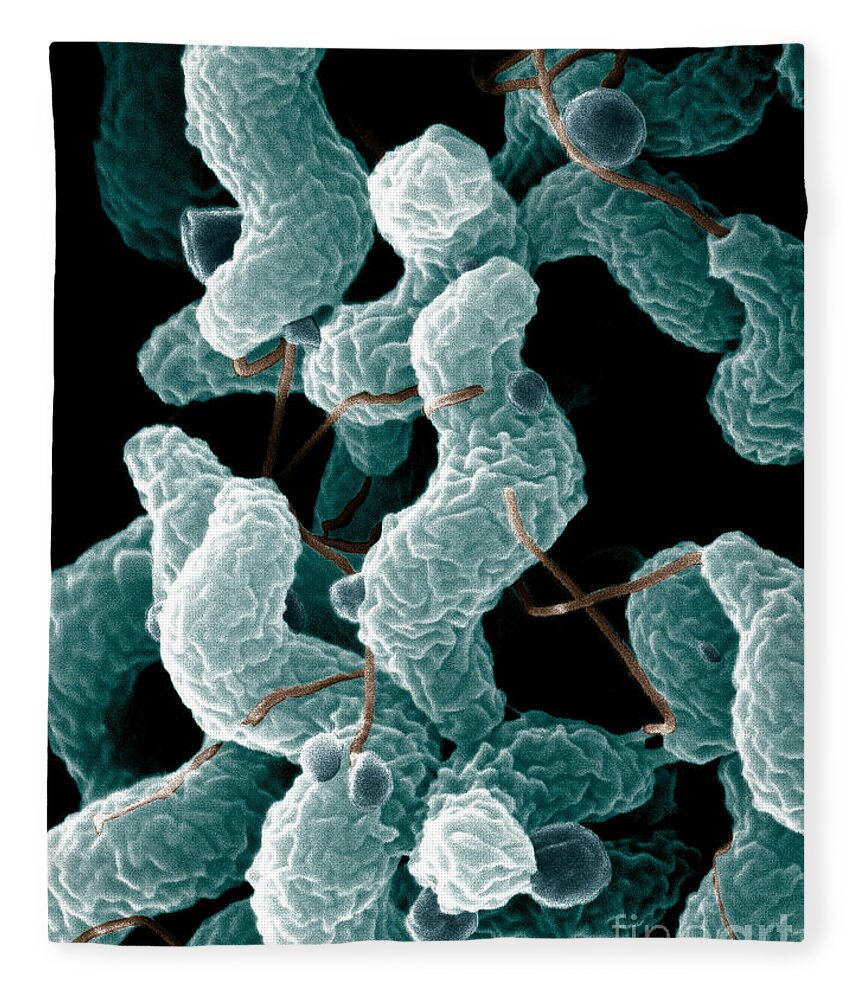Campylobacter Bacteria Fleece Blanket featuring the photograph Campylobacter Bacteria by Science Source