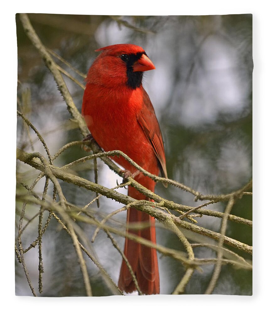 Cardinal Fleece Blanket featuring the photograph Cardinal in Spruce by Ann Bridges