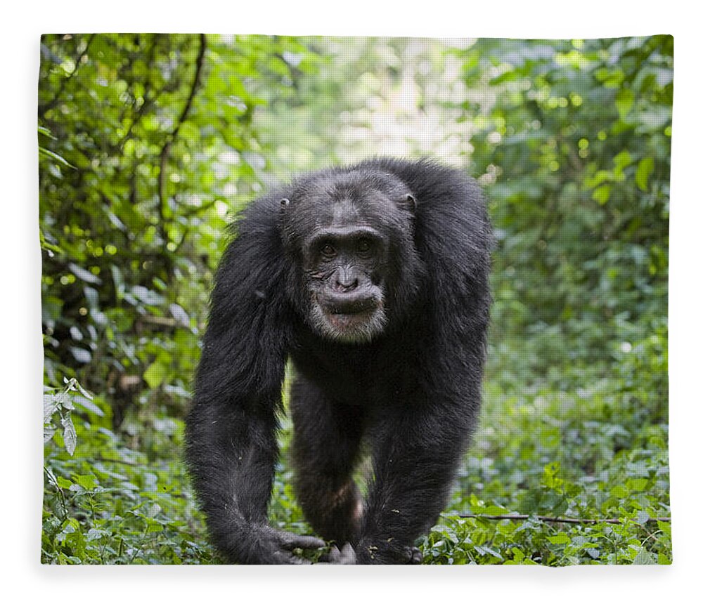 Chimpanzee Alpha Male Western Uganda Fleece Blanket by Suzi Eszterhas -  Animals and Earth - Website