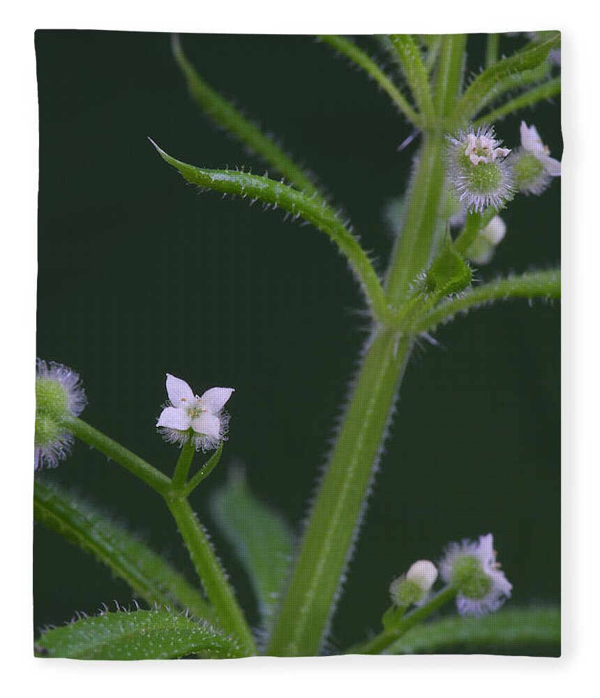 Cleavers Fleece Blanket featuring the photograph Cleavers by Daniel Reed