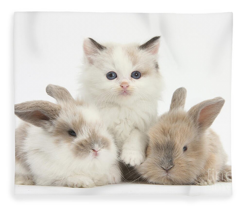 Nature Fleece Blanket featuring the photograph Colorpoint Kitten With Baby Rabbits by Mark Taylor