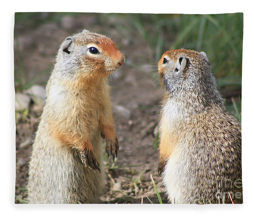 Animal Fleece Blanket featuring the photograph Columbian ground squirrels by Teresa Zieba
