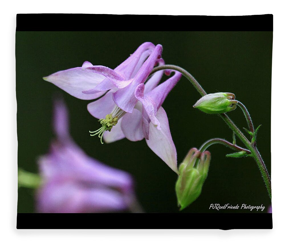 Perennial Plants Fleece Blanket featuring the photograph Columbine by PJQandFriends Photography