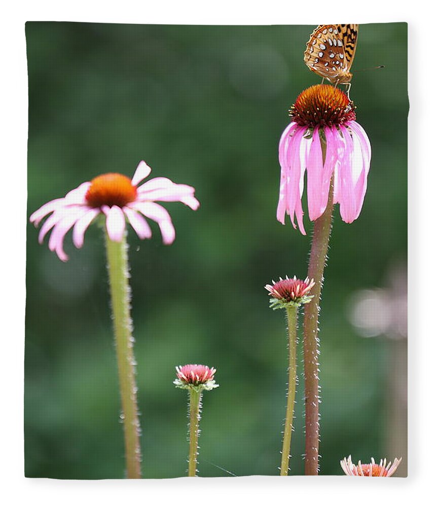 Butterfly Fleece Blanket featuring the photograph Coneflowers And Butterfly by Daniel Reed