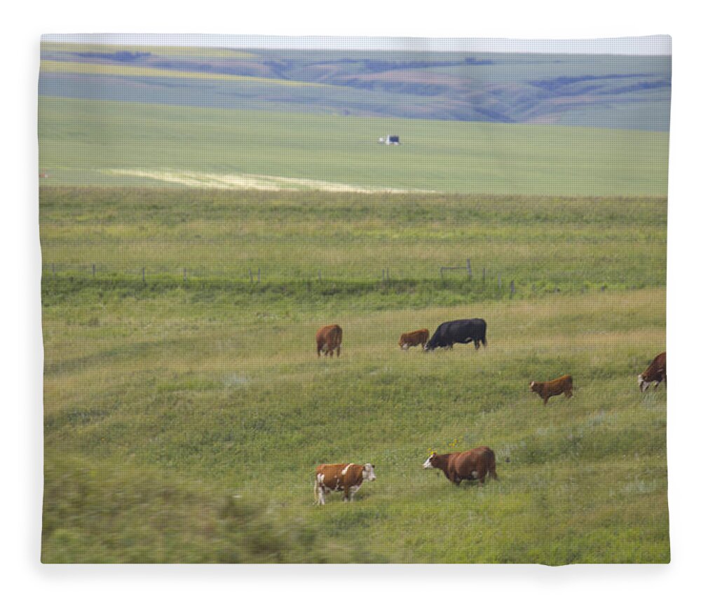 Landscape Fleece Blanket featuring the photograph Cow Herds and Country by Donna L Munro