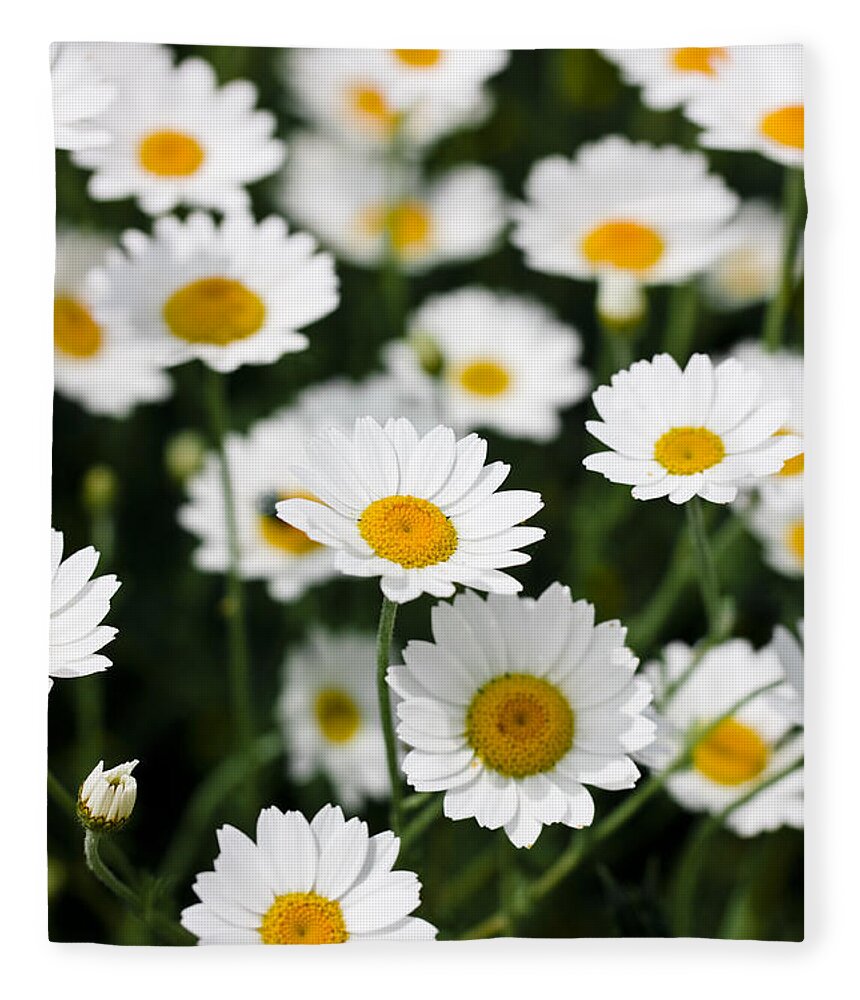 Daisy Fleece Blanket featuring the photograph Daisies in a field by Simon Bratt