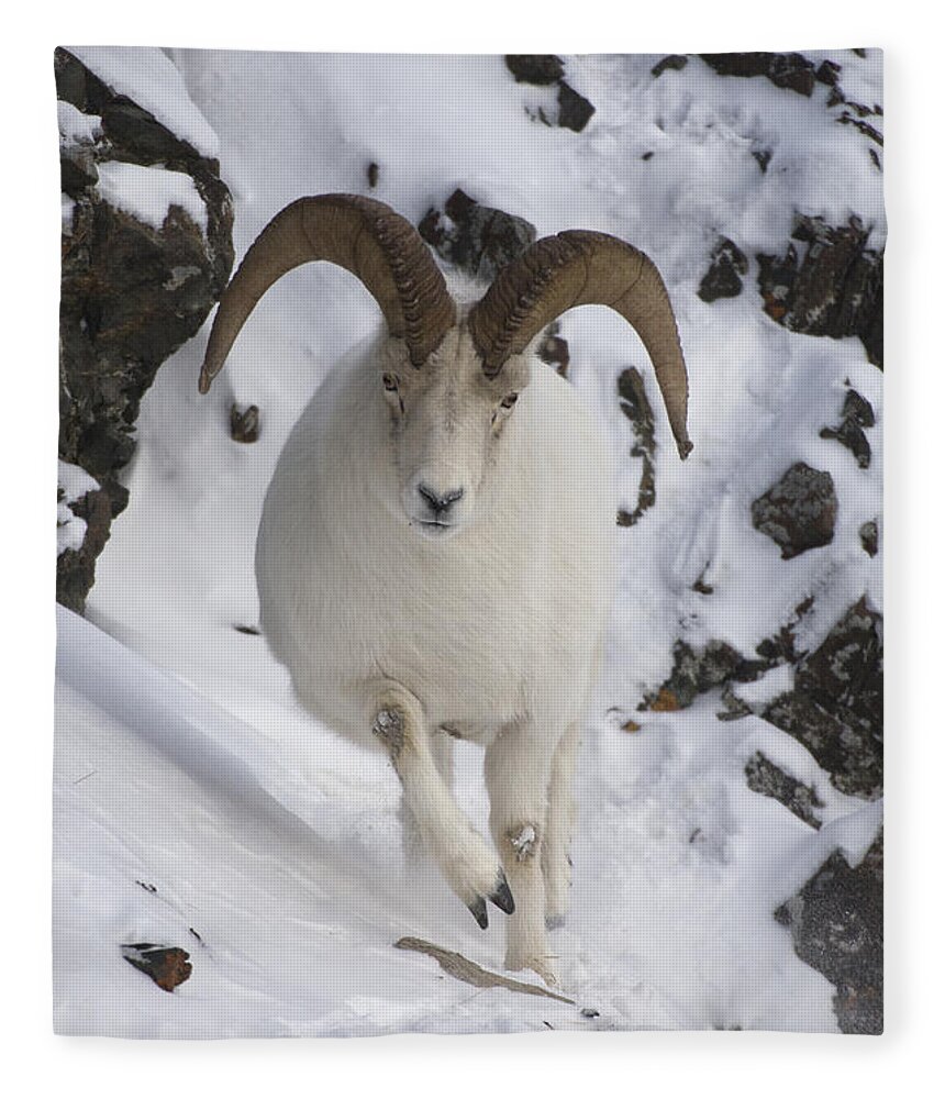 Mp Fleece Blanket featuring the photograph Dall Sheep Ovis Dalli Ram, Yukon by Michael Quinton