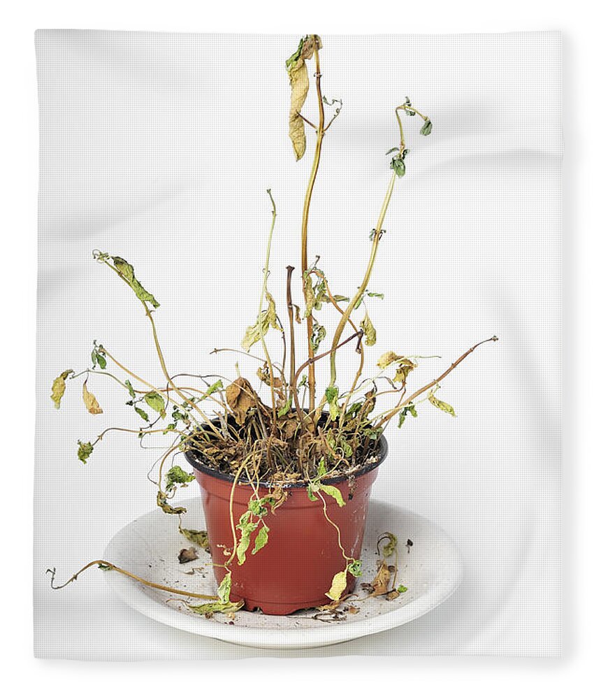 Plant Fleece Blanket featuring the photograph Dead dried-up plant by Matthias Hauser