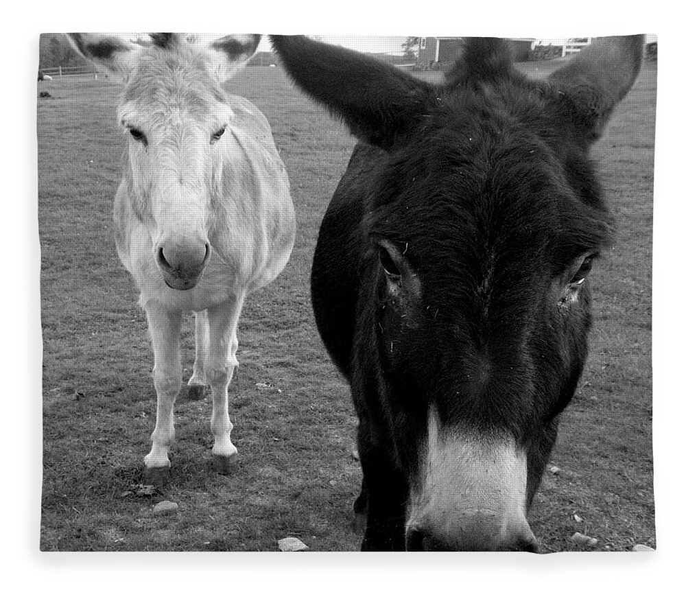 Donkeys Fleece Blanket featuring the photograph Donks by Kim Galluzzo Wozniak
