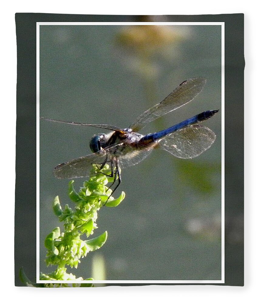 Blue Fleece Blanket featuring the photograph Dragon fly by Kim Galluzzo Wozniak