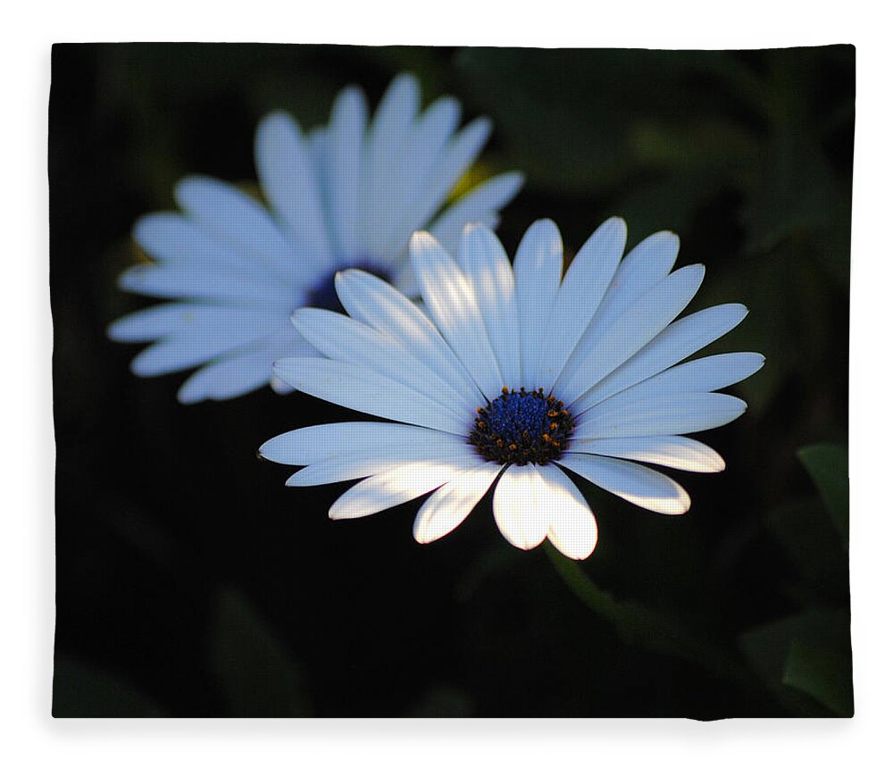 Blue Fleece Blanket featuring the photograph Dramatic Daisies by Jai Johnson