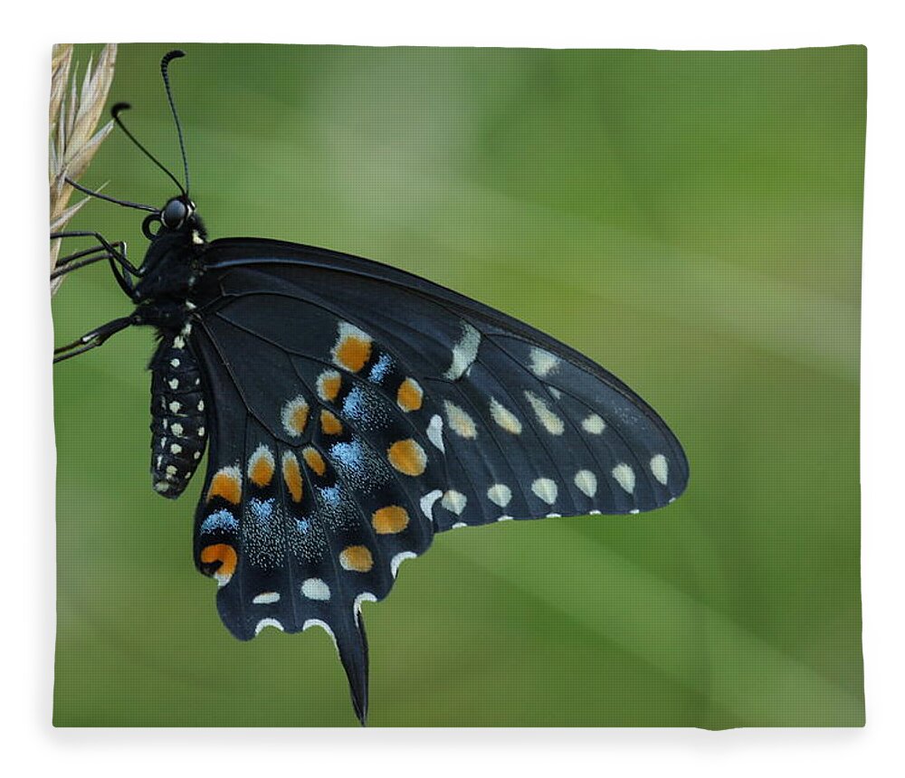 Papilio Polyxenes Fleece Blanket featuring the photograph Eastern Black Swallowtail Butterfly by Daniel Reed