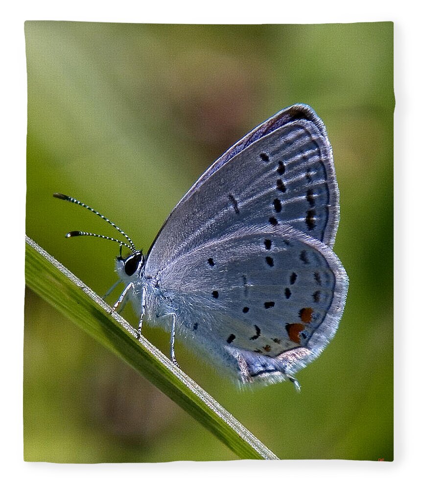Spring Fleece Blanket featuring the photograph Eastern Tailed-Blue Butterfly DIN045 by Gerry Gantt