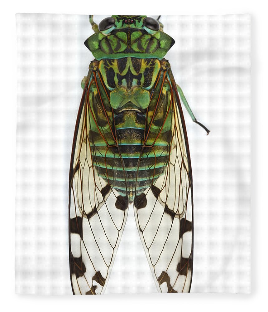 00478966 Fleece Blanket featuring the photograph Emerald Cicada by Piotr Naskrecki