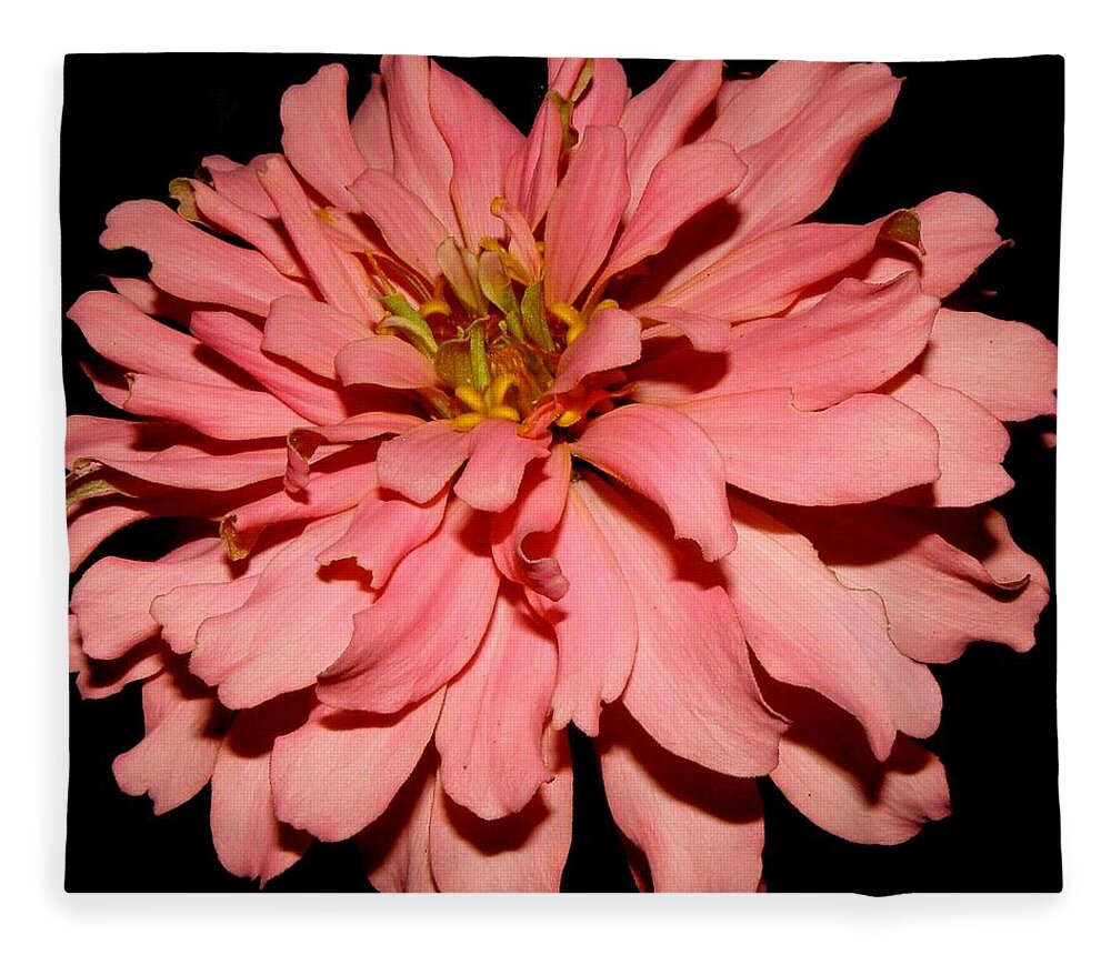 Zinnia Fleece Blanket featuring the photograph Even At Night She Shows Beauty by Kim Galluzzo