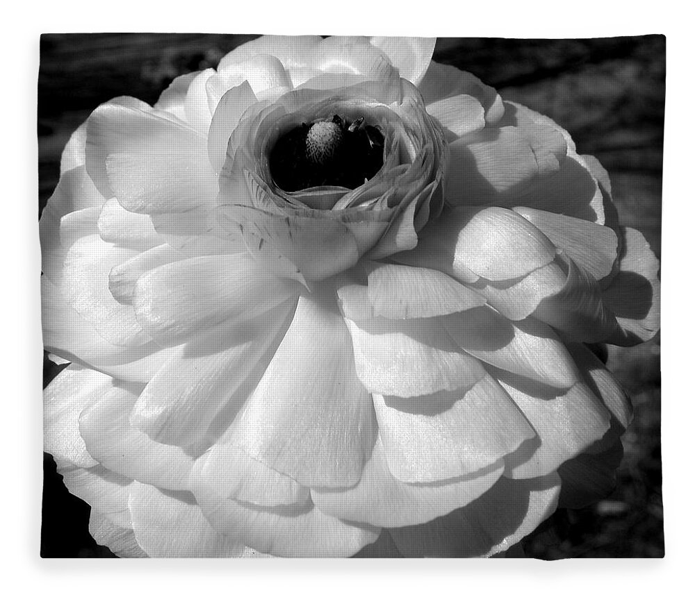 Ranunculus Flower Fleece Blanket featuring the photograph even in gray I glow by Kim Galluzzo Wozniak
