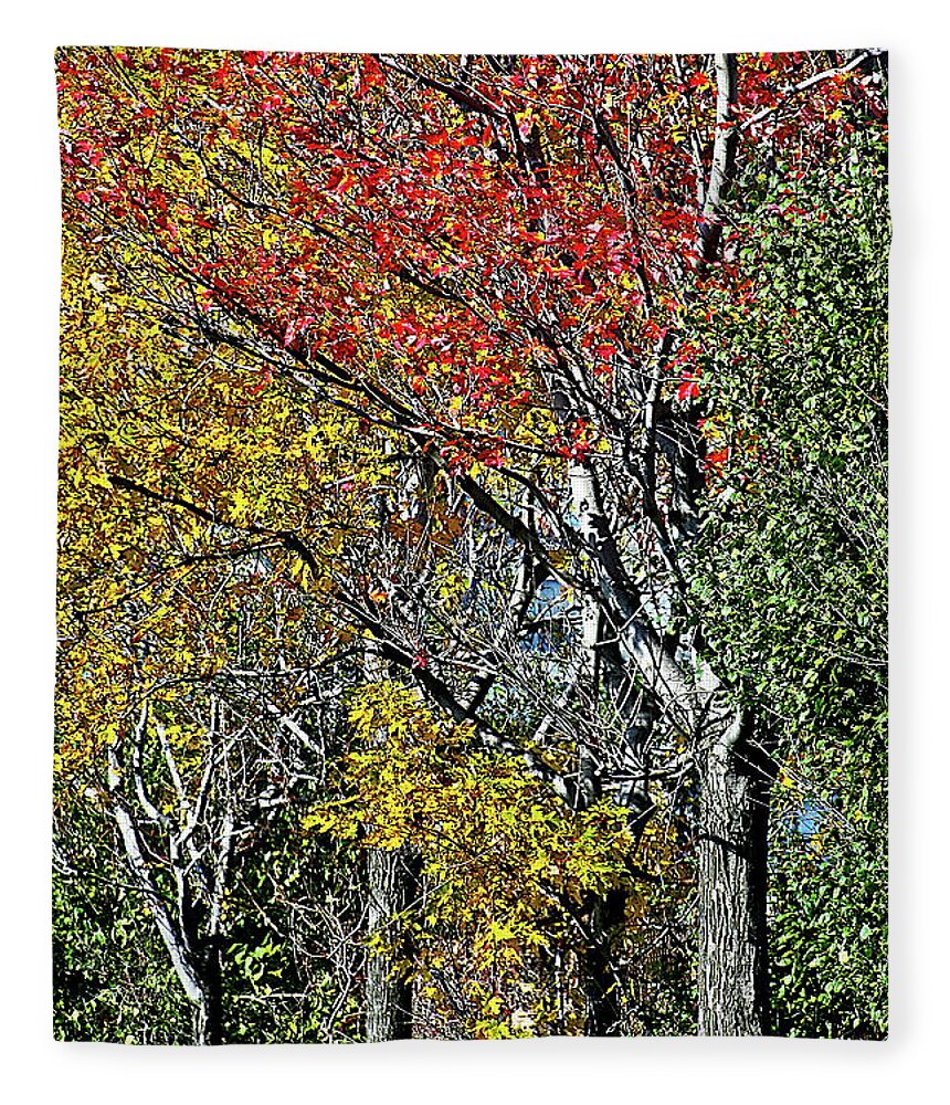Trees Fleece Blanket featuring the photograph Fall Colors by Burney Lieberman