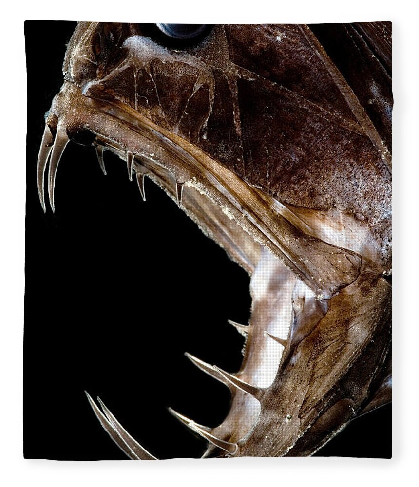 Fangtooth Fleece Blanket featuring the photograph Fangtooth Fish by Dant Fenolio