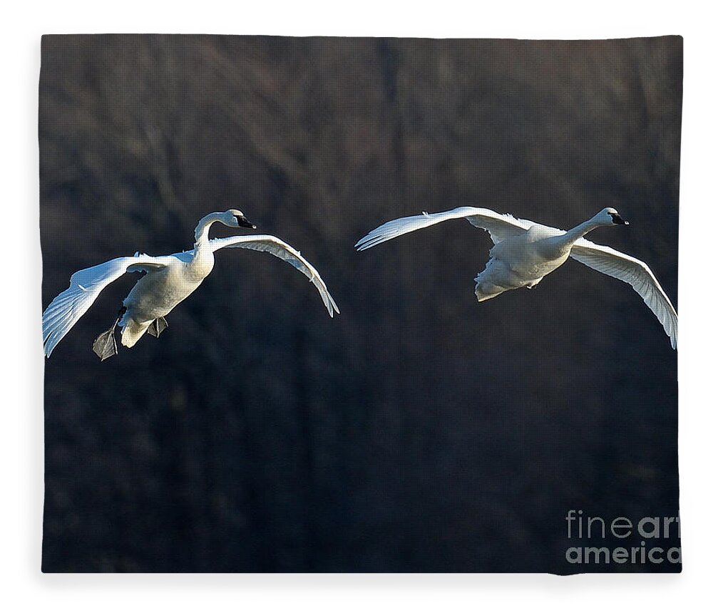 Swan Fleece Blanket featuring the photograph Final Approach by Craig Leaper