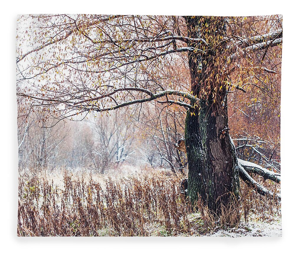 Snow Fleece Blanket featuring the photograph First Snow. Old Tree by Jenny Rainbow