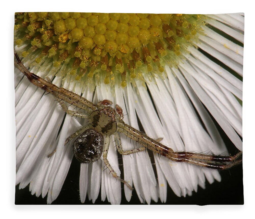 Nature Fleece Blanket featuring the photograph Flower Spider On Fleabane by Daniel Reed