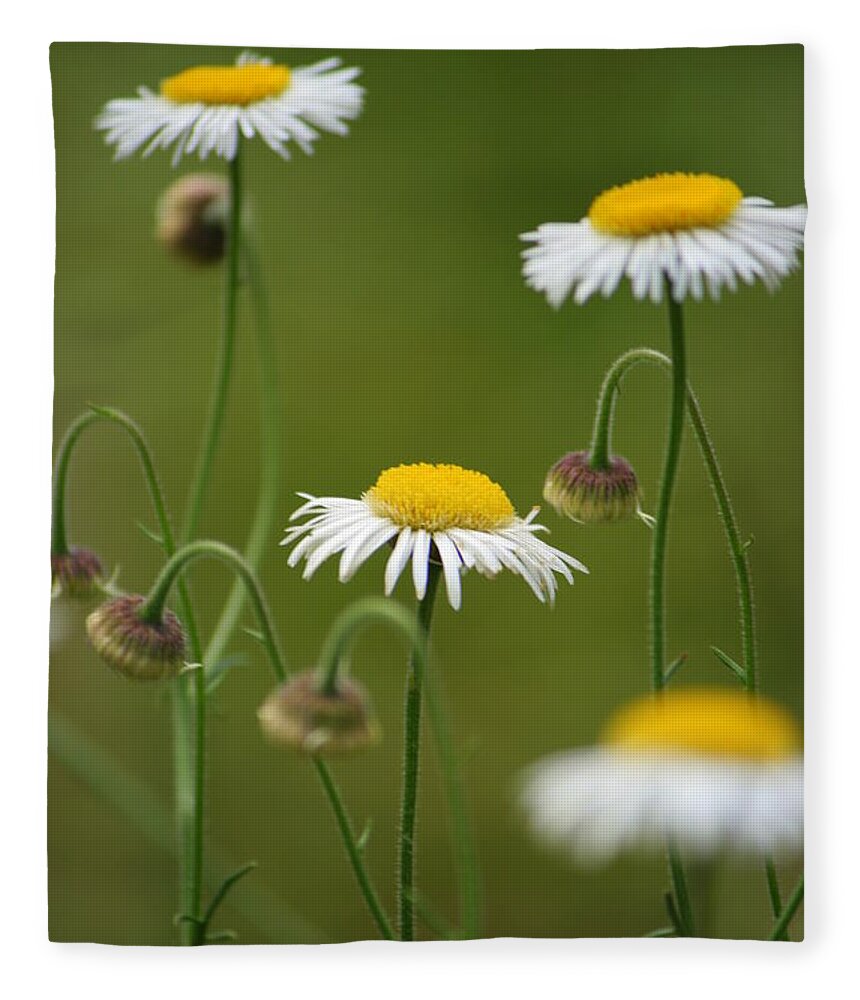 Daisy Fleece Blanket featuring the photograph Four Sisters by Julie Lueders 