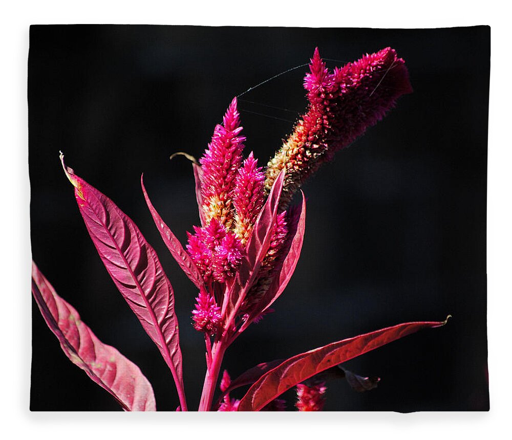 Autumn Fleece Blanket featuring the photograph Fuchsia Plant II by Jai Johnson