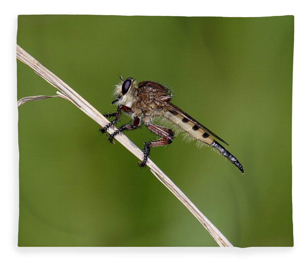 Nature Fleece Blanket featuring the photograph Giant Robber Fly - Promachus hinei by Daniel Reed