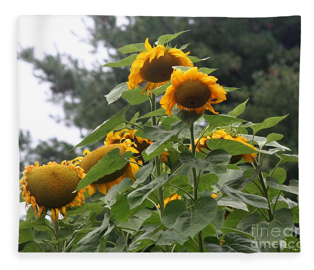Sunflower Fleece Blanket featuring the photograph Giant Sunflowers by Smilin Eyes Treasures