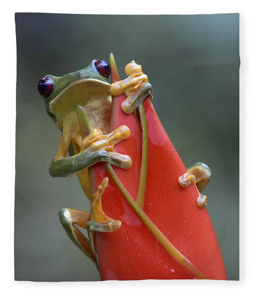 00176957 Fleece Blanket featuring the photograph Gliding Leaf Frog On Heliconia by Tim Fitzharris
