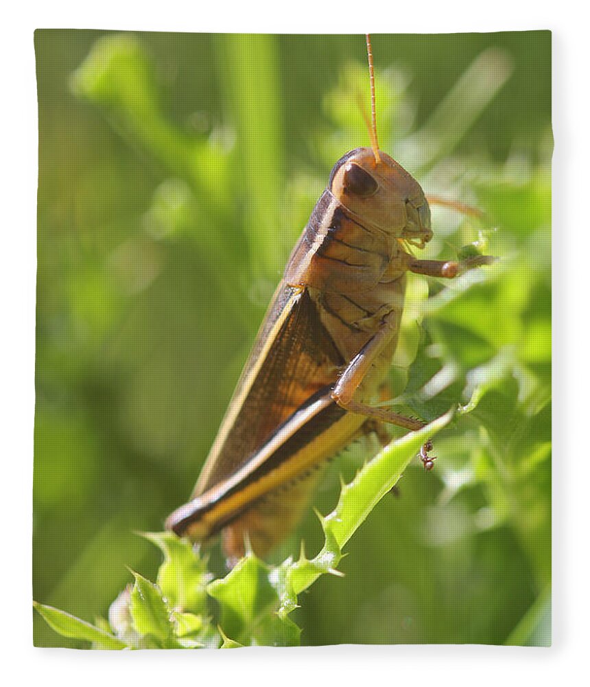 Portrait Fleece Blanket featuring the photograph Grasshopper by Donna L Munro