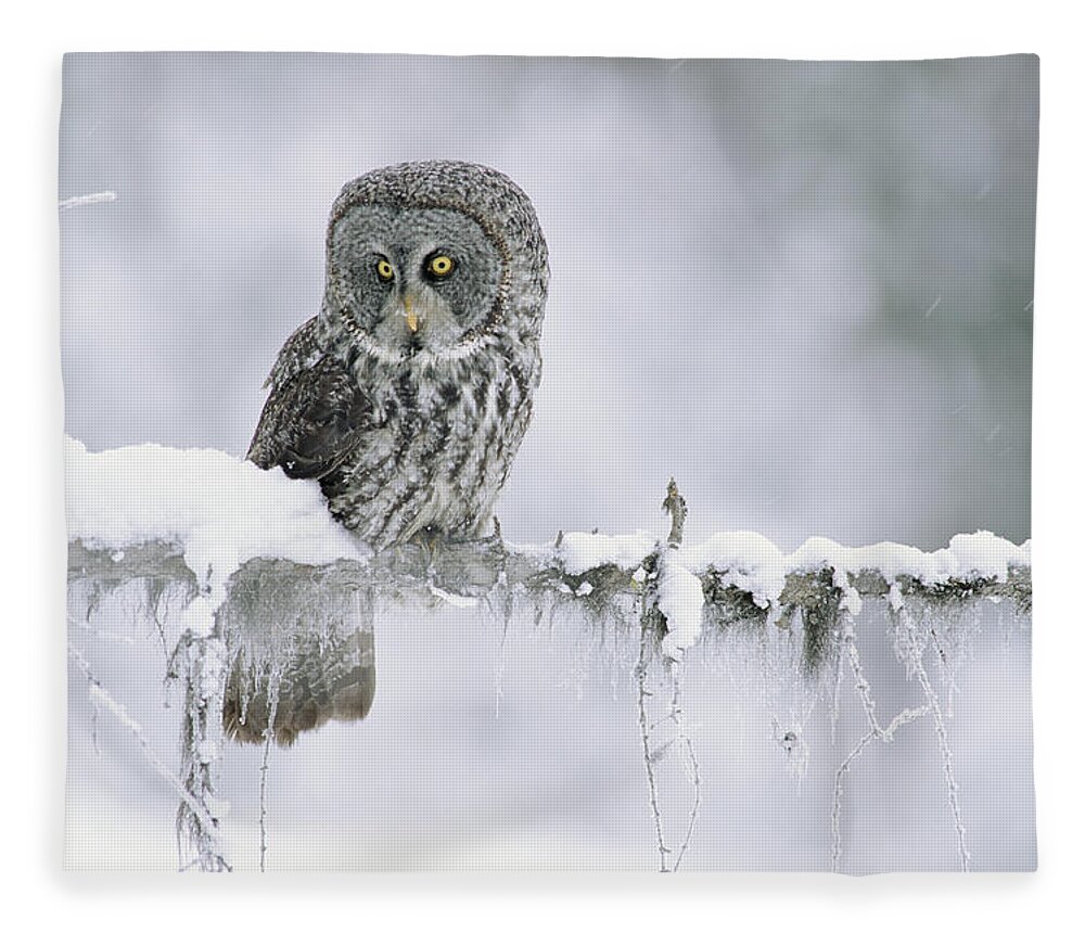 00170496 Fleece Blanket featuring the photograph Great Gray Owl Perching On A Snow by Tim Fitzharris