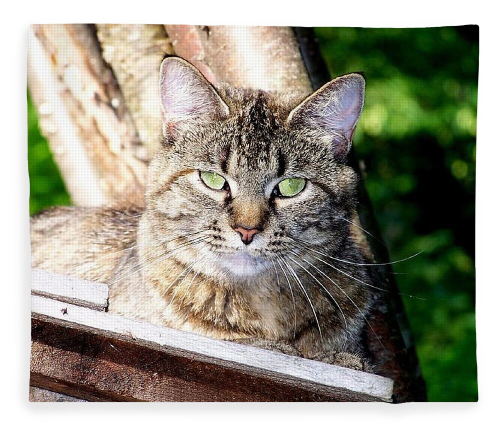 Cat Fleece Blanket featuring the photograph Green Eye stare down by Kim Galluzzo