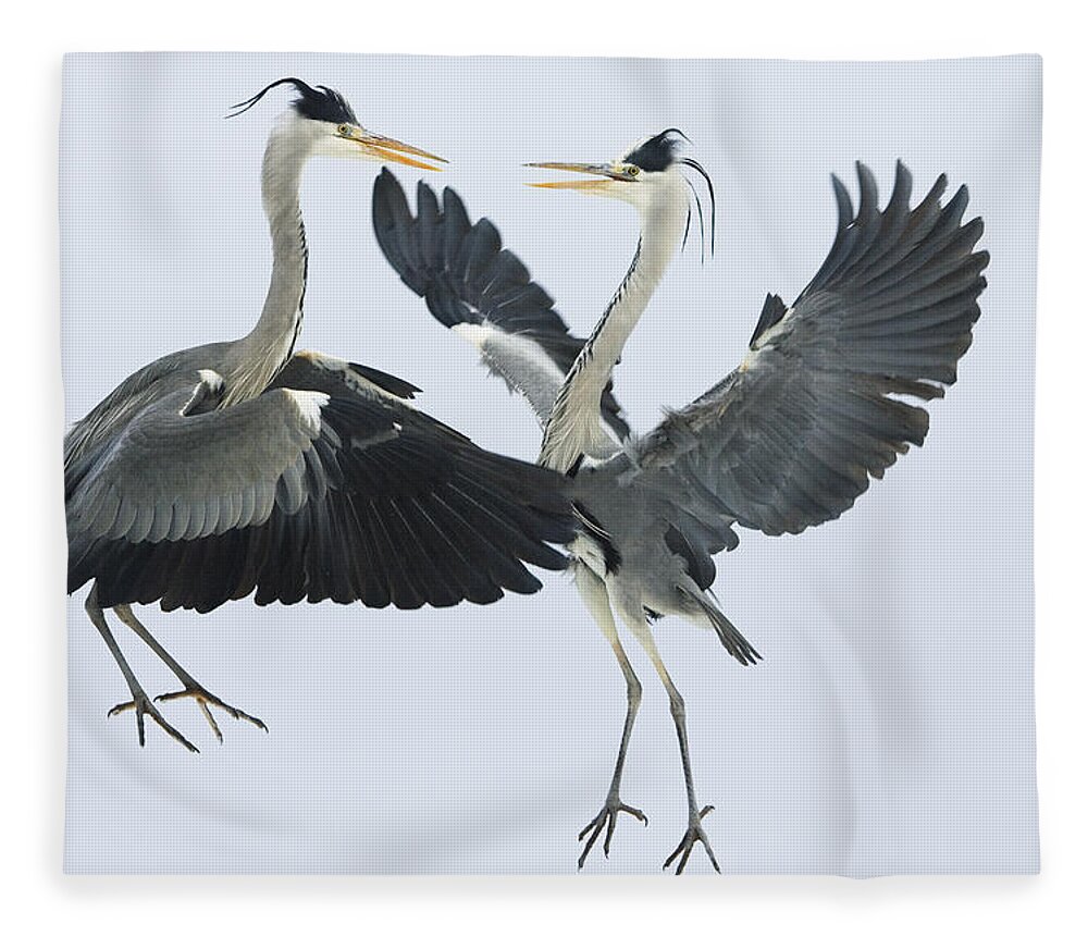 Mp Fleece Blanket featuring the photograph Grey Heron Ardea Cinerea Pair Fighting by Konrad Wothe