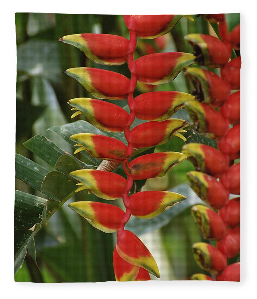 Mp Fleece Blanket featuring the photograph Hanging Heliconia Heliconia Rostrata by Gerry Ellis