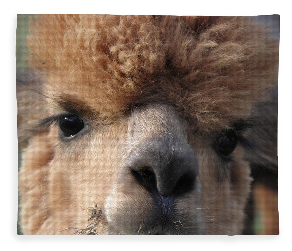 Alpaca Fleece Blanket featuring the photograph Hello can I help you by Kim Galluzzo Wozniak