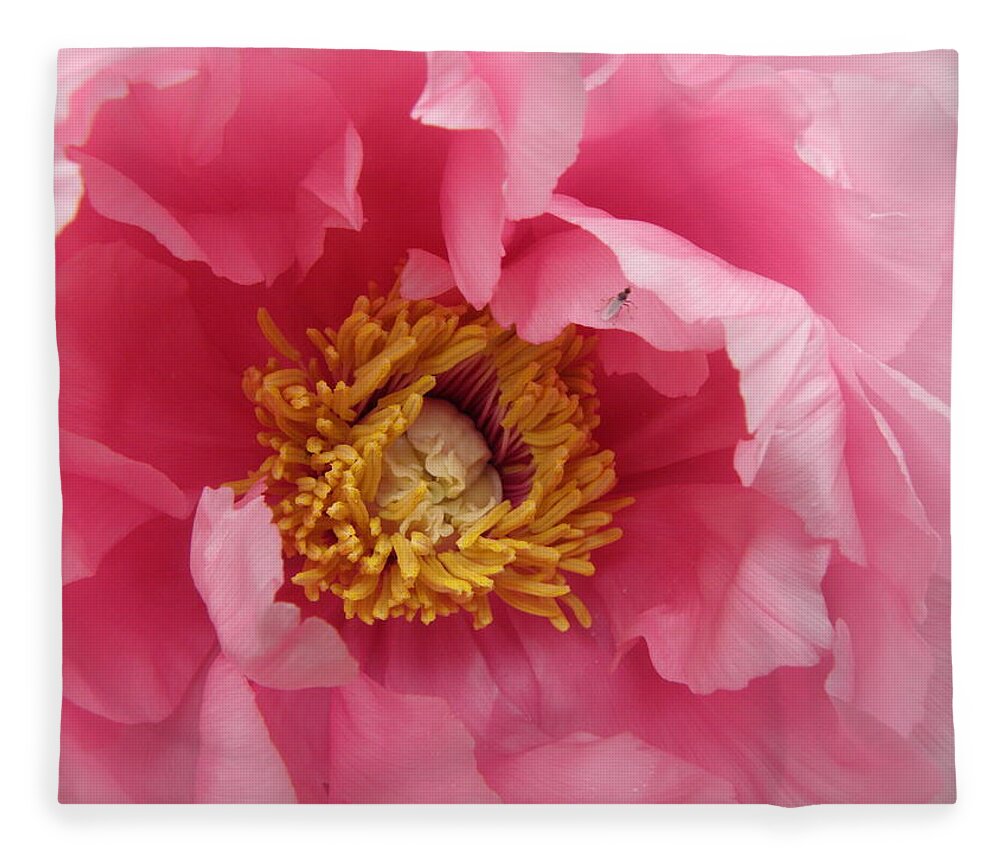 Pink Fleece Blanket featuring the photograph hello PINK by Kim Galluzzo Wozniak