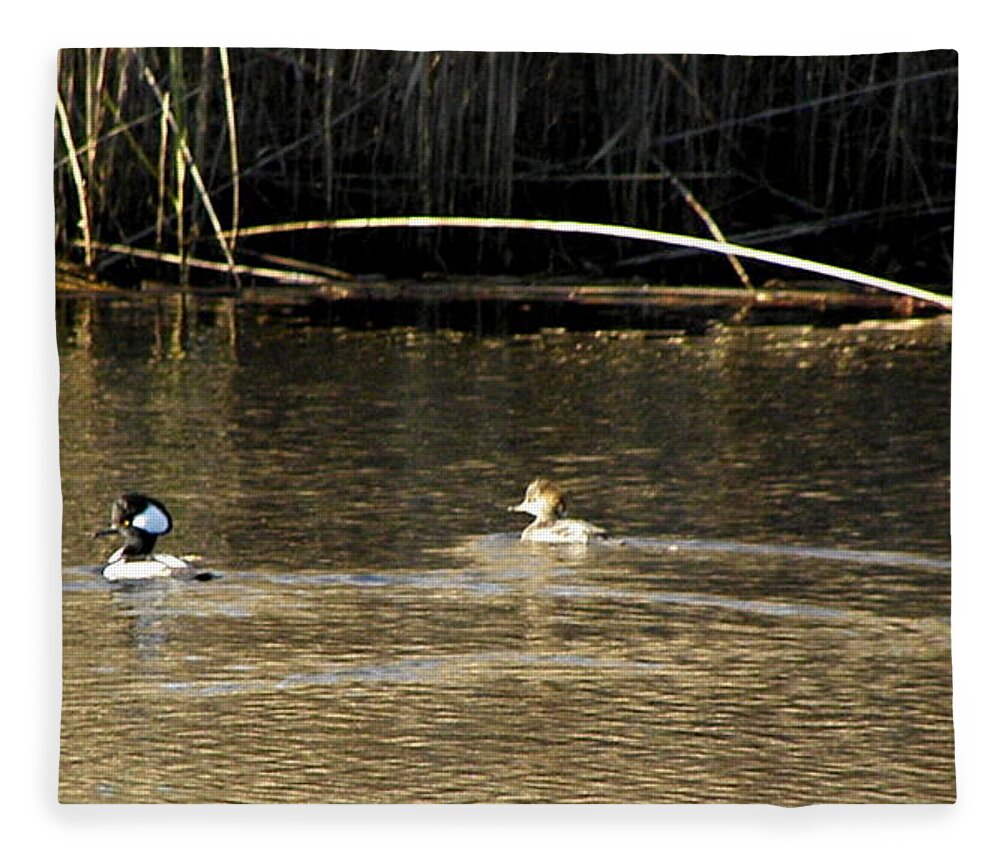 Hooded Fleece Blanket featuring the photograph Hooded Mergansers by Kim Galluzzo