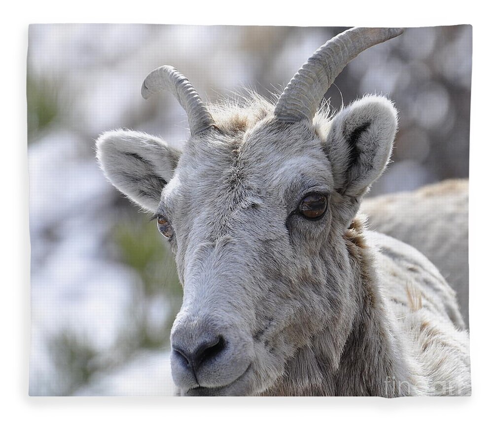 Mountain Sheep Fleece Blanket featuring the photograph How Close Is Too Close by Dorrene BrownButterfield