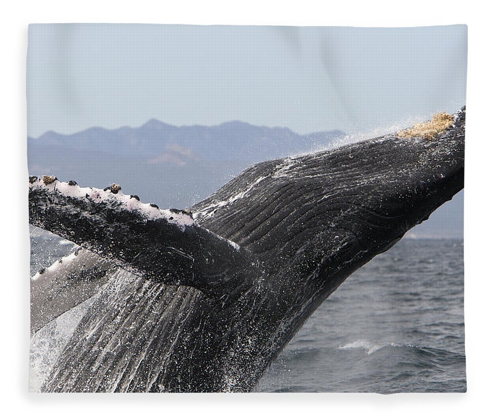 00448010 Fleece Blanket featuring the photograph Humpback Whale Breaching Baja by Suzi Eszterhas