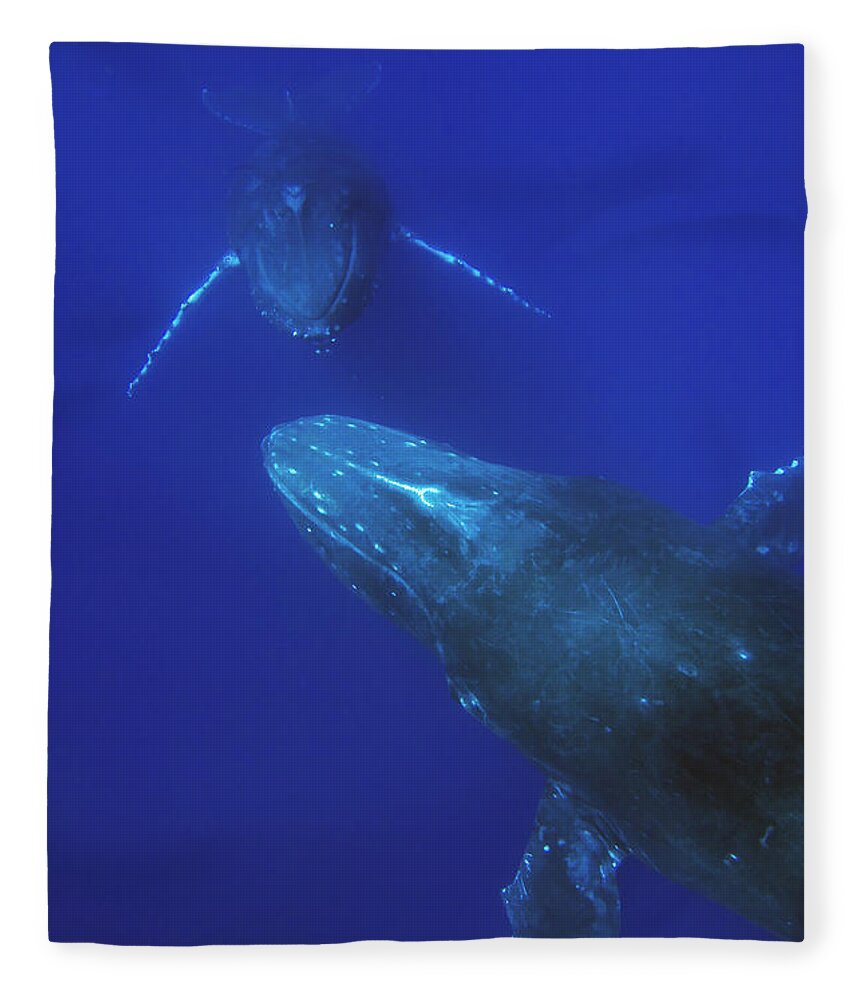 00999182 Fleece Blanket featuring the photograph Humpback Whale Pair Maui Hawaii by Flip Nicklin