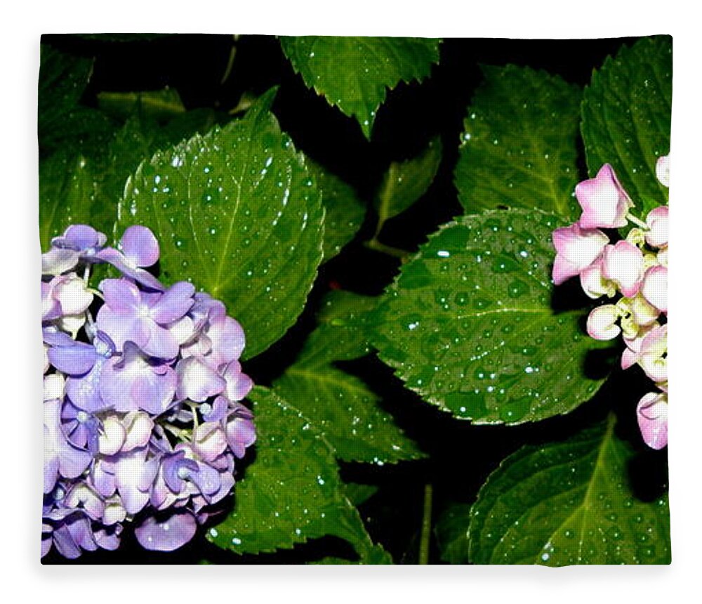 Hydrangea Fleece Blanket featuring the photograph Hydrangea at night in all its beauty by Kim Galluzzo