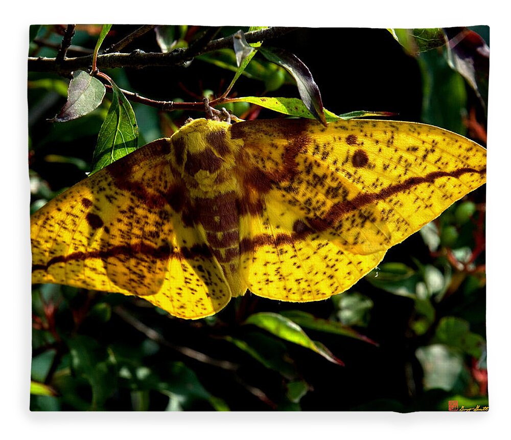 Nature Fleece Blanket featuring the photograph Imperial Moth DIN053 by Gerry Gantt