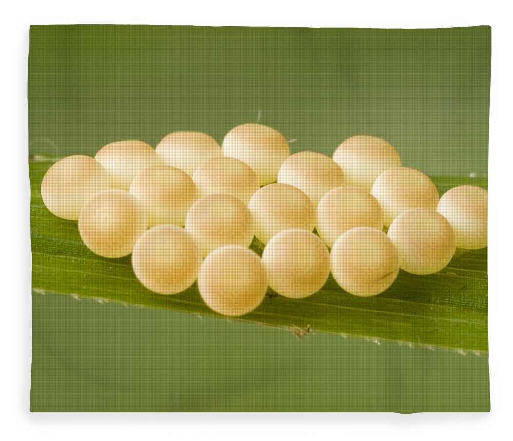 00298007 Fleece Blanket featuring the photograph Insect Eggs Guinea West Africa by Piotr Naskrecki