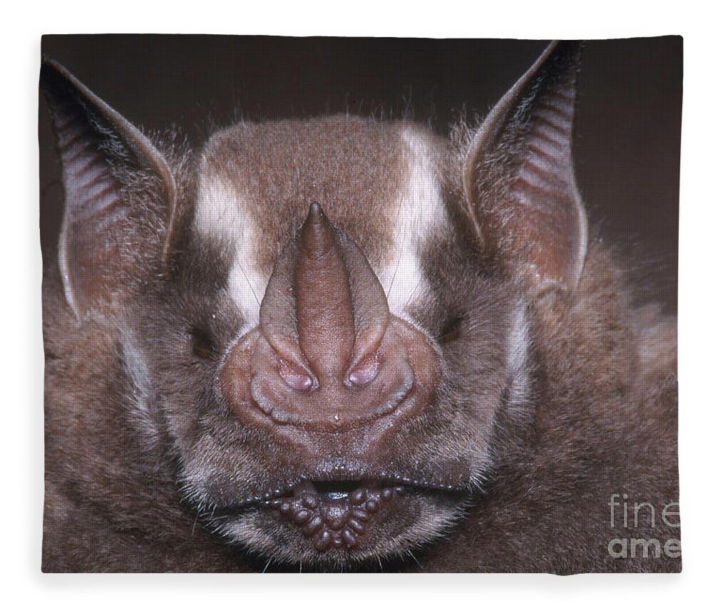Jamaican Fruit Bat Fleece Blanket featuring the photograph Jamaican Fruit Bat by Dante Fenolio