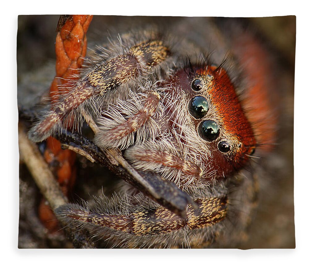 Phidippus Cardinalis Fleece Blanket featuring the photograph Jumping Spider Portrait by Daniel Reed