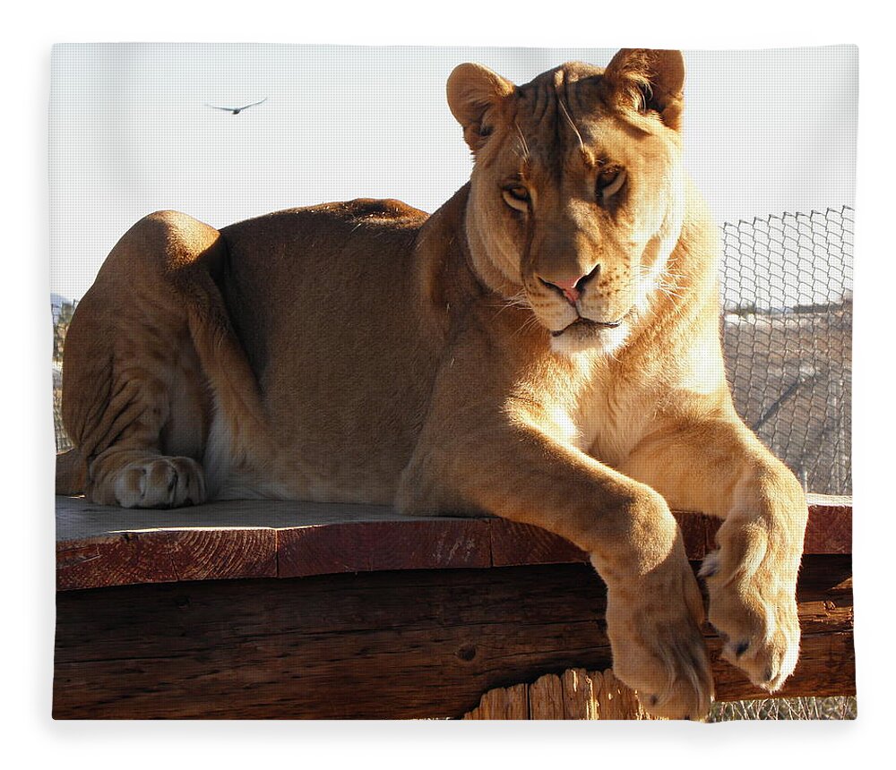 Lion Fleece Blanket featuring the photograph Kumba the Lion by Kim Galluzzo