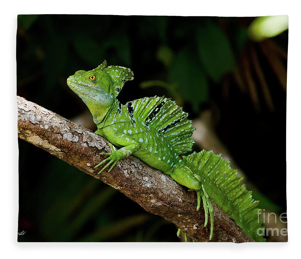 Costa Rica Fleece Blanket featuring the photograph Lizard on a Stick by Sue Karski